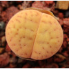 Orange Peel - Plant